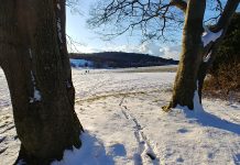 Winter – Stanmer Park