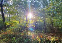 Abbots Wood in Autumn