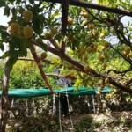 The famous Amalfi Lemon. You can eat them raw and they taste great!