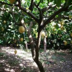 One of the may lemon trees found on the farm in Amalfi