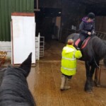 This lovely horse Rose really was a gentle giant